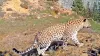Türkei: Anatolischer Leopard gesichtet